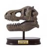 Tyrannosaurus koponya felfedező készlet 