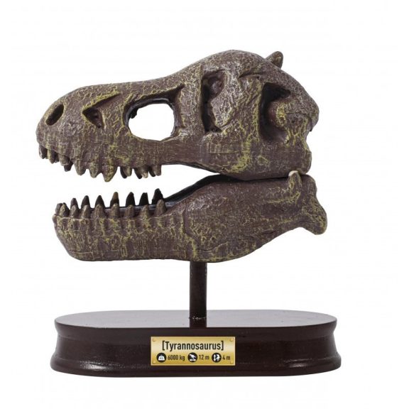 Tyrannosaurus koponya felfedező készlet BUKI