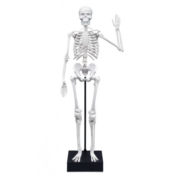 Összeépíthető emberi csontváz 45 cm-es BUKI