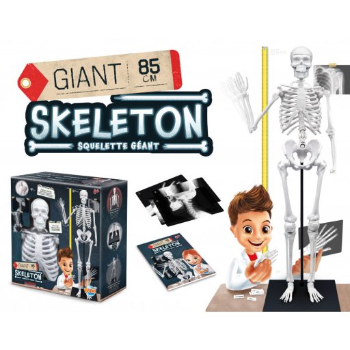 Összeépíthető emberi csontváz 85 cm-es BUKI