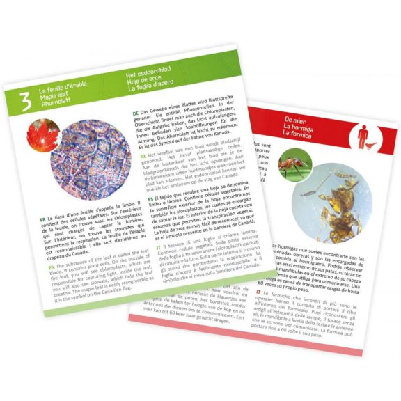 Preparációs szett mikroszkóphoz 20 db kártyával  BUKI